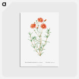 アートポストカード-Mesembryanthemum Coccineum - ピエール ジョゼフ ルドゥーテ Postcard.