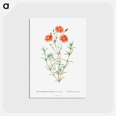 アートポストカード-Mesembryanthemum Coccineum - ピエール ジョゼフ ルドゥーテ Postcard.