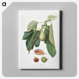 2-33_Pomona-Italiana_canvas