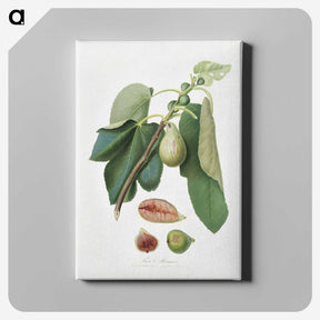 2-33_Pomona-Italiana_canvas