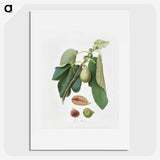 2-33_Pomona-Italiana_picture