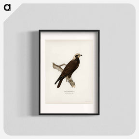 アートポスター-Marsh Harrier
 - スヴェンスカ フォグラル Poster.