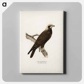 アートパネル-Marsh Harrier
 - スヴェンスカ フォグラル Canvas.