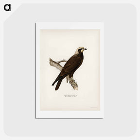 アートポストカード-Marsh Harrier
 - スヴェンスカ フォグラル Postcard.