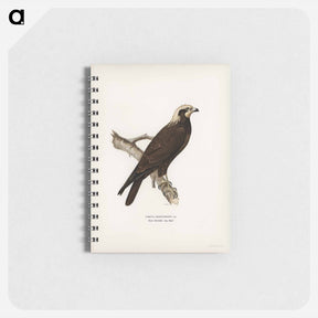 アートメモ帳-Marsh Harrier
 - スヴェンスカ フォグラル Memo.