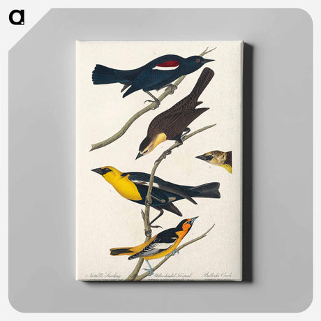 アートパネル-Nuttall's Starling, Yellow-headed Troopial and Bullock's Oriole from Birds of America
 - アメリカの鳥たち Canvas.