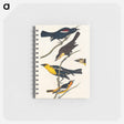 アートメモ帳-Nuttall's Starling, Yellow-headed Troopial and Bullock's Oriole from Birds of America
 - アメリカの鳥たち Memo.