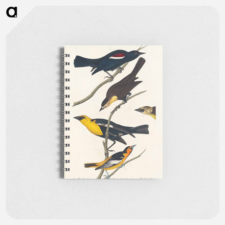 アートメモ帳-Nuttall's Starling, Yellow-headed Troopial and Bullock's Oriole from Birds of America
 - アメリカの鳥たち Memo.
