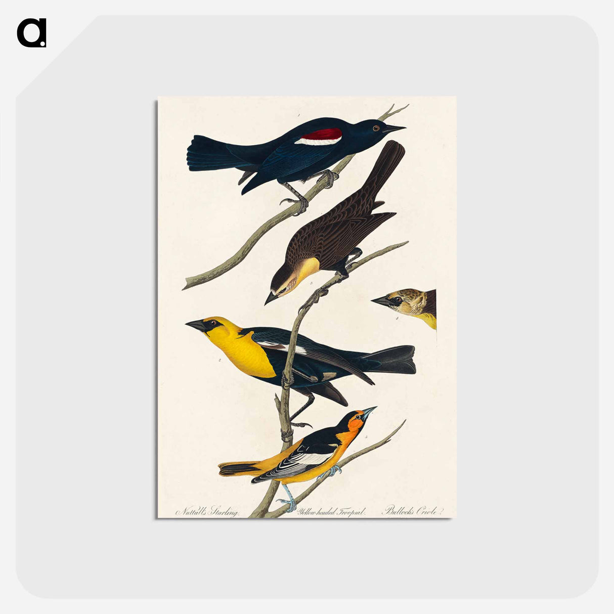 アートポストカード-Nuttall's Starling, Yellow-headed Troopial and Bullock's Oriole from Birds of America
 - アメリカの鳥たち Postcard.