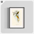 アートポスター-Orange-bellied Grass-Parakeet
 - オーストラリアの鳥 Poster.