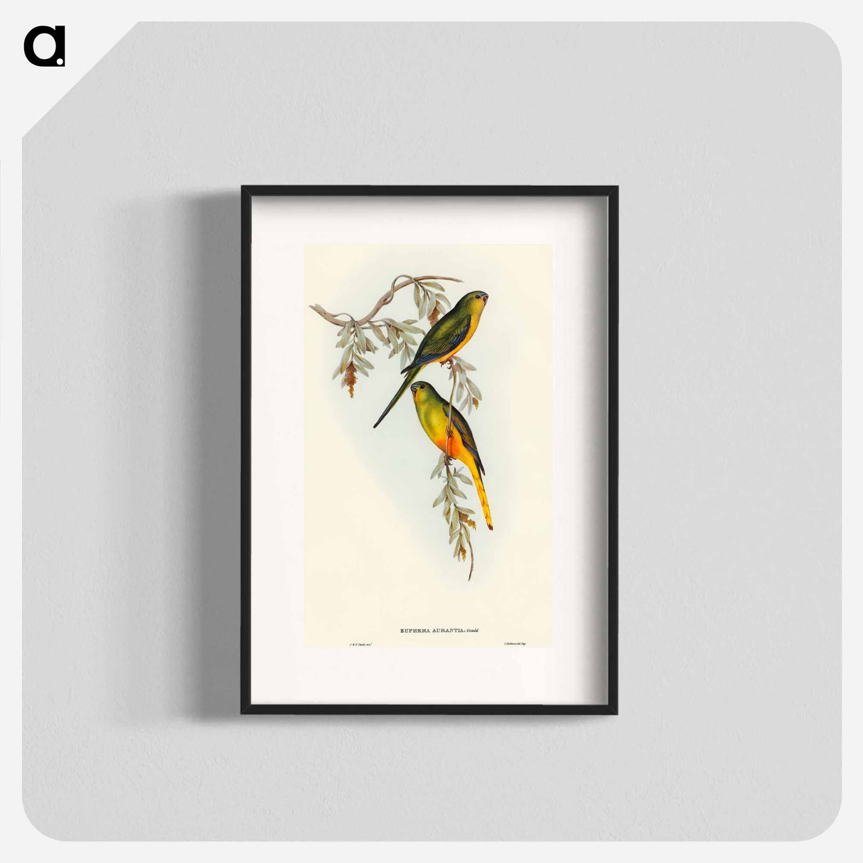 アートポスター-Orange-bellied Grass-Parakeet
 - オーストラリアの鳥 Poster.