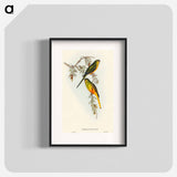 アートポスター-Orange-bellied Grass-Parakeet
 - オーストラリアの鳥 Poster.