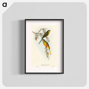 アートポスター-Orange-bellied Grass-Parakeet
 - オーストラリアの鳥 Poster.