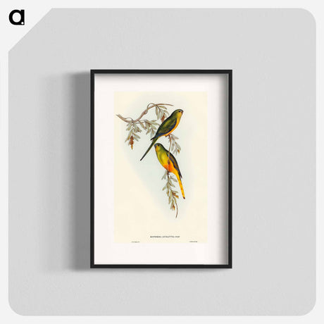 アートポスター-Orange-bellied Grass-Parakeet
 - オーストラリアの鳥 Poster.