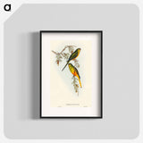 Orange-bellied Grass-Parakeet
 - オーストラリアの鳥 Poster.