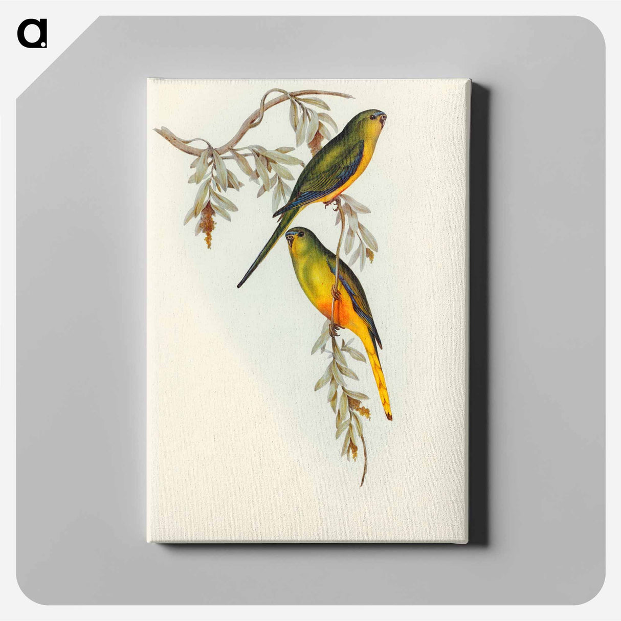 Orange-bellied Grass-Parakeet
 - オーストラリアの鳥 Canvas.