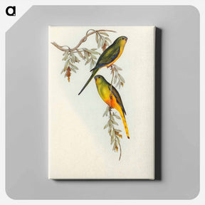 アートパネル-Orange-bellied Grass-Parakeet
 - オーストラリアの鳥 Canvas.