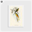 アートポストカード-Orange-bellied Grass-Parakeet
 - オーストラリアの鳥 Postcard.