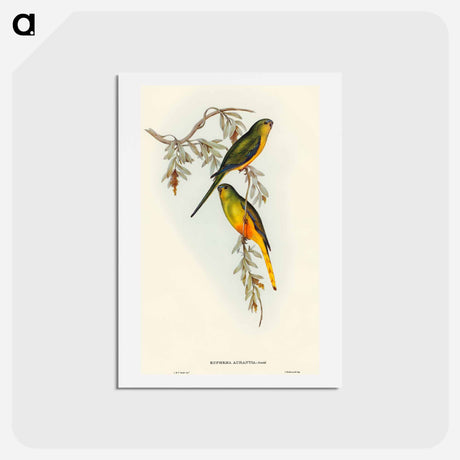アートポストカード-Orange-bellied Grass-Parakeet
 - オーストラリアの鳥 Postcard.
