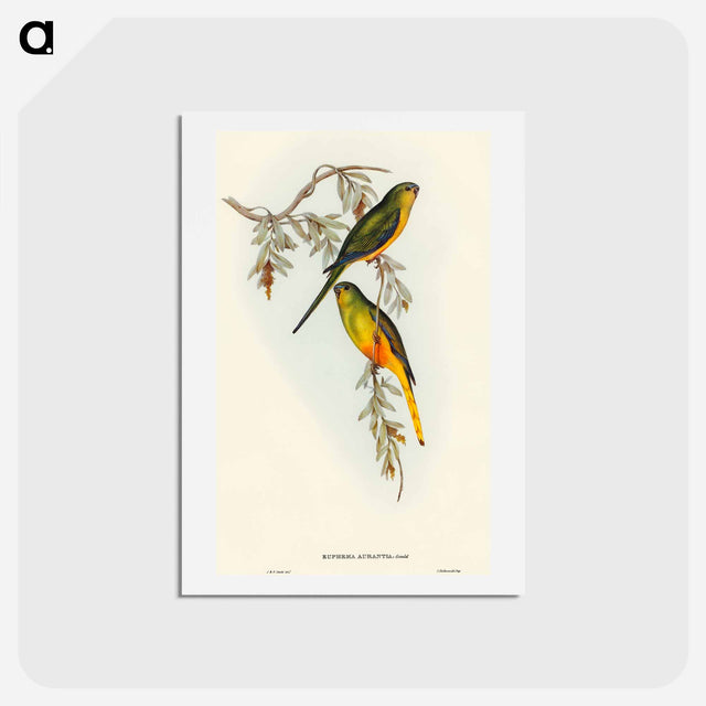 アートポストカード-Orange-bellied Grass-Parakeet
 - オーストラリアの鳥 Postcard.