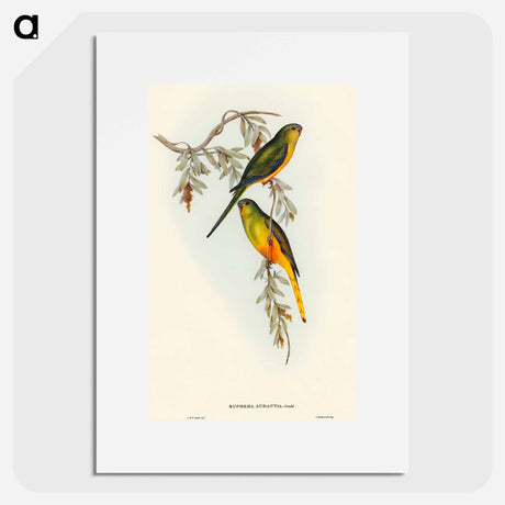 アートポスター-Orange-bellied Grass-Parakeet
 - オーストラリアの鳥 Poster.