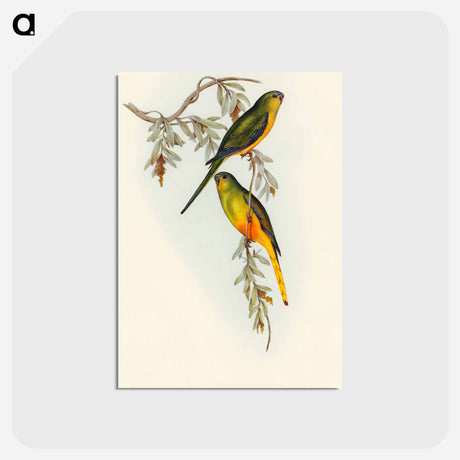 アートポストカード-Orange-bellied Grass-Parakeet
 - オーストラリアの鳥 Postcard.