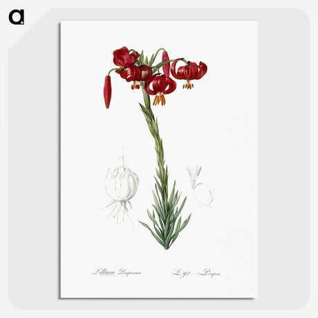 2-33_The-Lilies_picture-crop