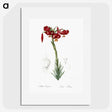 2-33_The-Lilies_picture