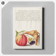 アートパネル-Common Apple, European Wild Pansy, and Giant Filbert
 - 書道のお手本 Canvas.