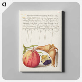 アートパネル-Common Apple, European Wild Pansy, and Giant Filbert
 - 書道のお手本 Canvas.