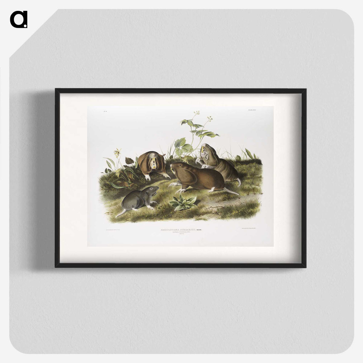 2-33_The-Viviparous-Quadrupeds_blk