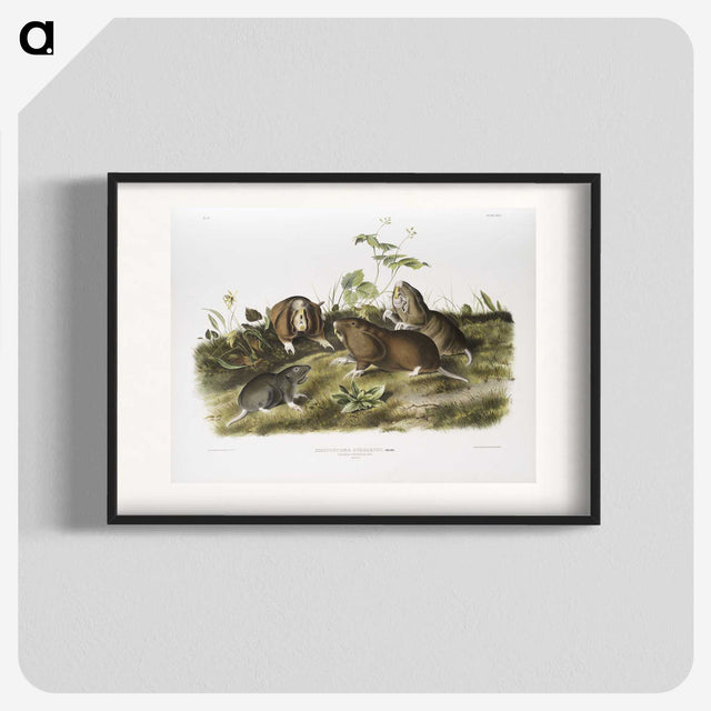 2-33_The-Viviparous-Quadrupeds_blk