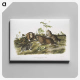 2-33_The-Viviparous-Quadrupeds_canvas