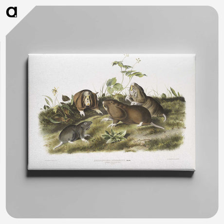 2-33_The-Viviparous-Quadrupeds_canvas