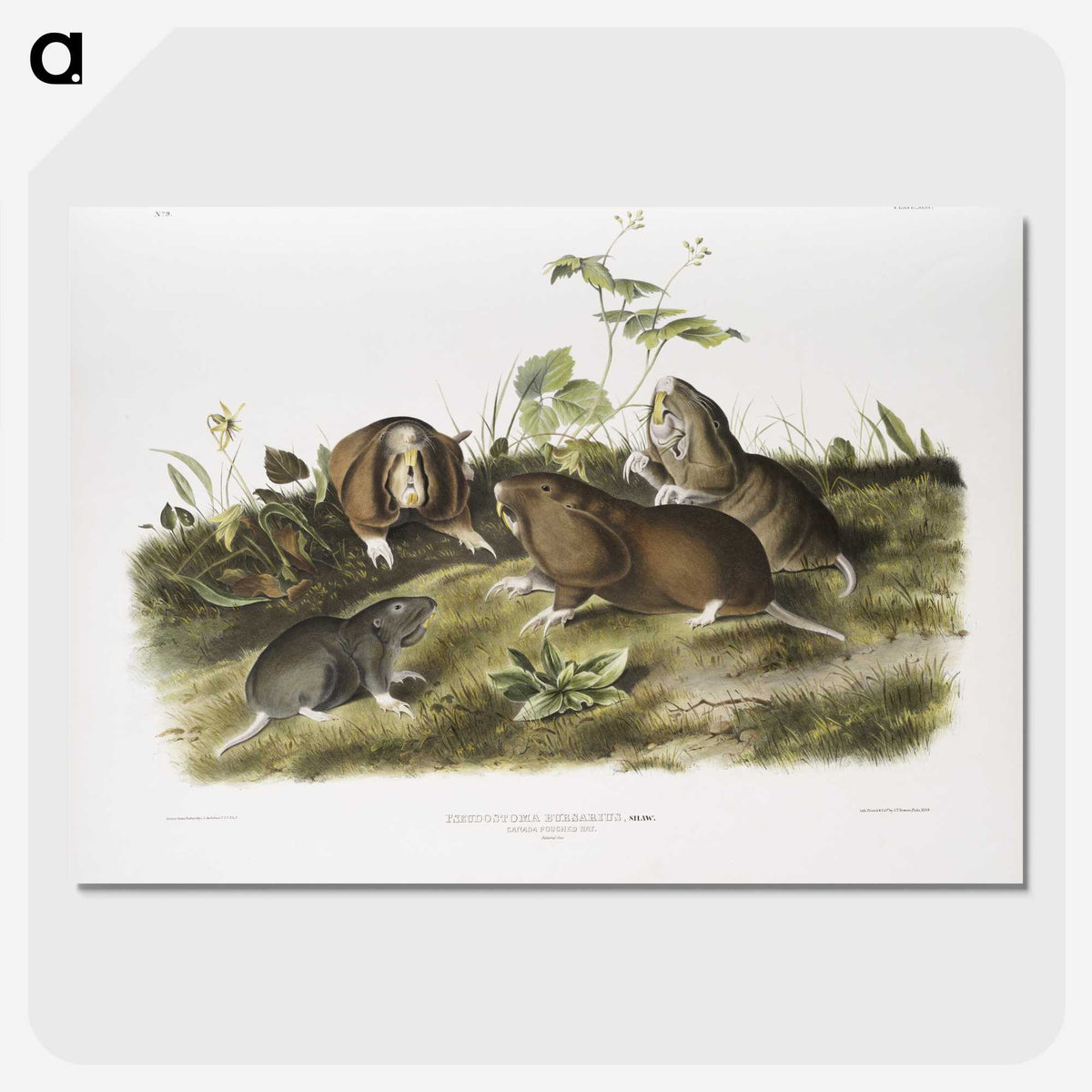 2-33_The-Viviparous-Quadrupeds_picture-crop
