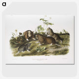 2-33_The-Viviparous-Quadrupeds_picture-crop