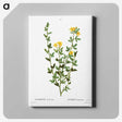 2-33_Treatise-on-Trees-and-Shrubs_canvas