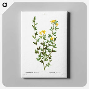 2-33_Treatise-on-Trees-and-Shrubs_canvas