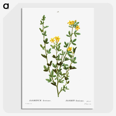 2-33_Treatise-on-Trees-and-Shrubs_picture-crop