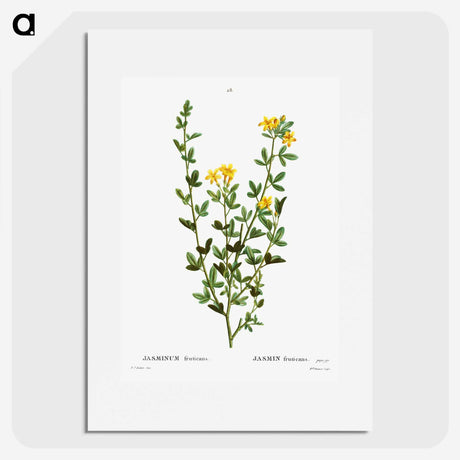 2-33_Treatise-on-Trees-and-Shrubs_picture