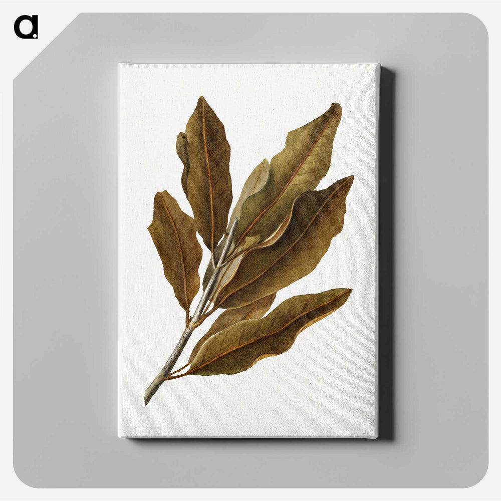 2-33_USDA-Watercolor-Fruit-Painting-Collection_canvas