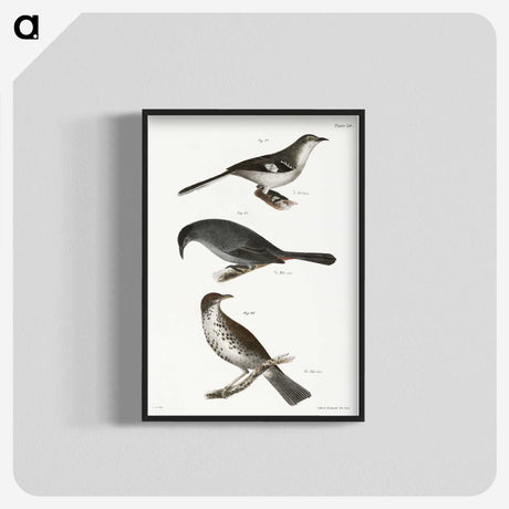 2-33_Zoology-of-New-York_blk-crop