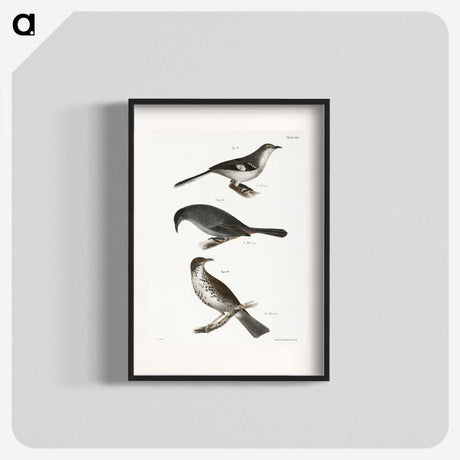 2-33_Zoology-of-New-York_blk