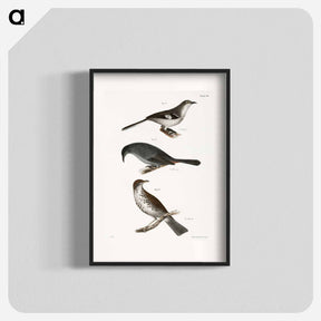 アートポスター-The Mocking-bird (Orpheus polyglottus) - ニューヨークの動物学 Poster.