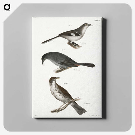 2-33_Zoology-of-New-York_canvas