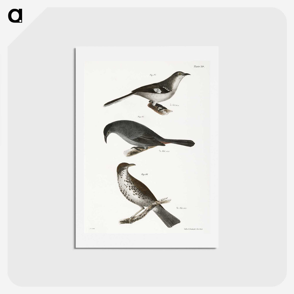 2-33_Zoology-of-New-York_hagaki