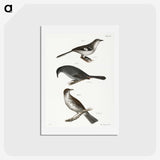 2-33_Zoology-of-New-York_hagaki