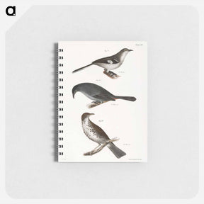 アートメモ帳-The Mocking-bird (Orpheus polyglottus) - ニューヨークの動物学 Memo.