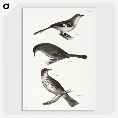 2-33_Zoology-of-New-York_picture-crop