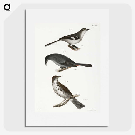 2-33_Zoology-of-New-York_picture